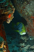 Plectorhinchus vittatus Diagramme oriental-Praslin Rocher St Pierre-6m-20190611-Denis-ADER-DSC_9175_tn